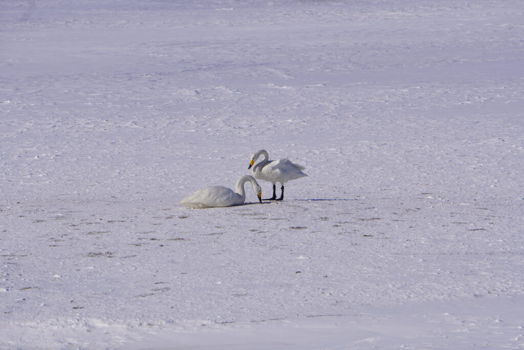 クッチャロ湖に飛来した白鳥